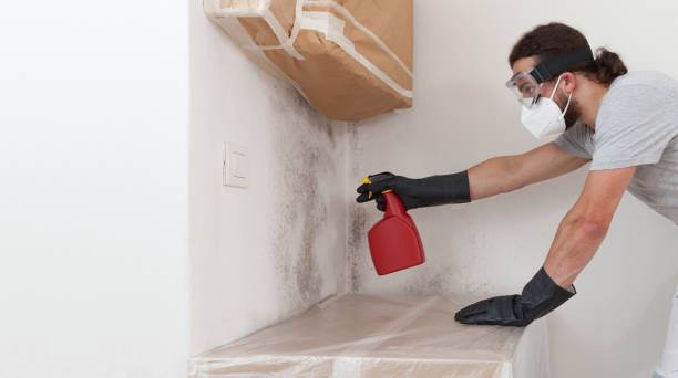 Professional Basement Mold Remediation technician working in Chapel Hill, TN
