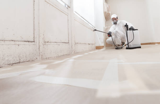24/7 Emergency Basement Mold Remediation experts in Chapel Hill, TN