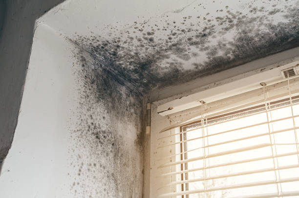 Affordable Basement Mold Remediation solutions in Chapel Hill, TN