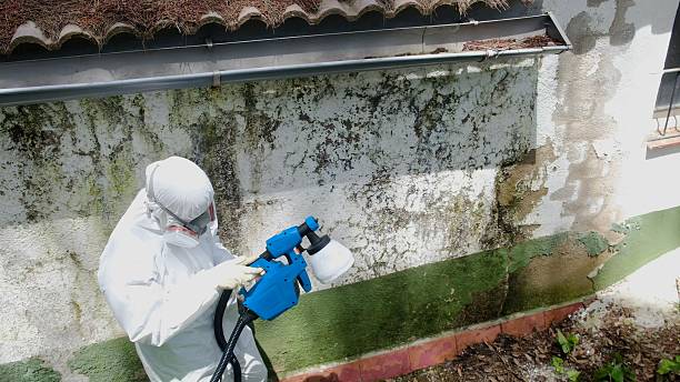 Top rated local Basement Mold Remediation specialists in Chapel Hill, TN